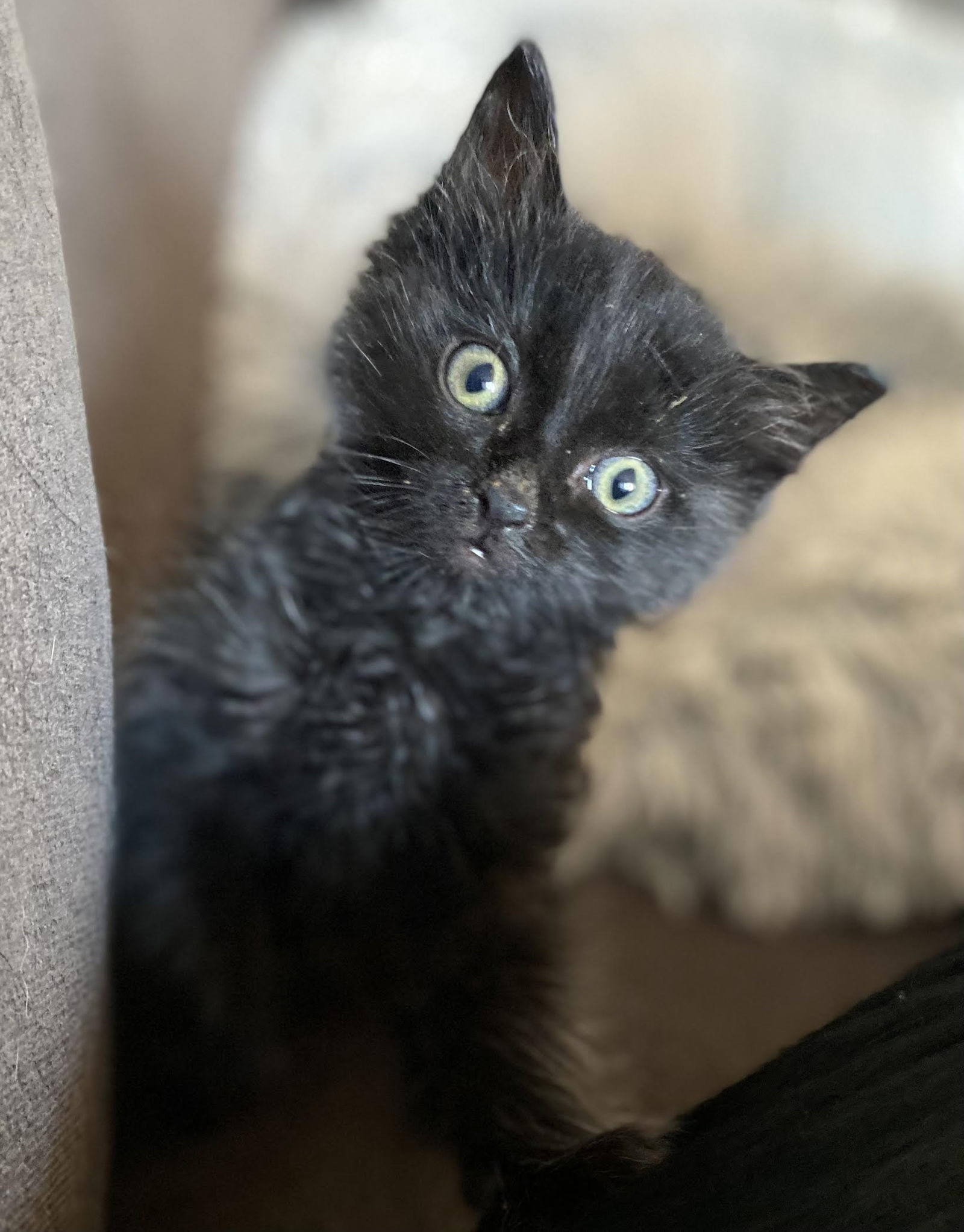 Mako