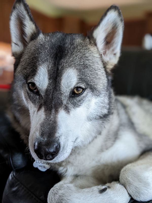 Logan