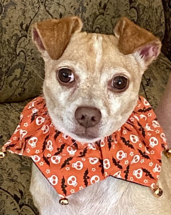 Scrappy
