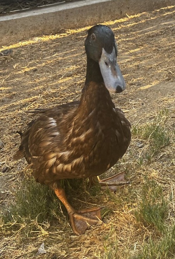 The Nutquacker