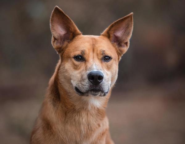 Mancala, an adoptable Shepherd, Jindo in Escondido, CA, 92027 | Photo Image 1