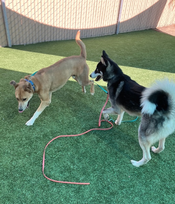 Mancala, an adoptable Shepherd, Jindo in Escondido, CA, 92027 | Photo Image 2