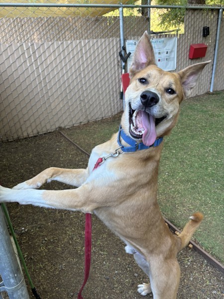 Mancala, an adoptable Shepherd, Jindo in Escondido, CA, 92027 | Photo Image 3