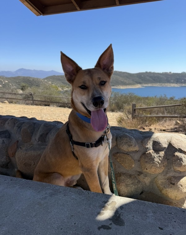 Mancala, an adoptable Shepherd, Jindo in Escondido, CA, 92027 | Photo Image 4