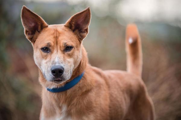 Mancala, an adoptable Shepherd, Jindo in Escondido, CA, 92027 | Photo Image 5