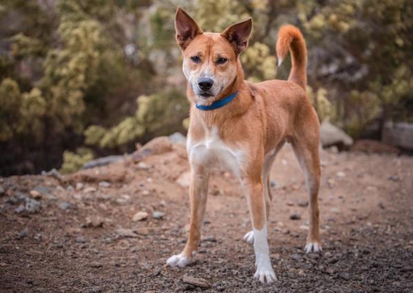 Mancala, an adoptable Shepherd, Jindo in Escondido, CA, 92027 | Photo Image 6