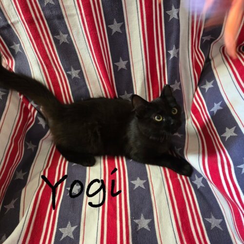 Yogi thumbnail 2