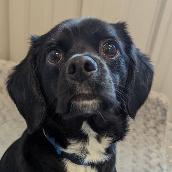Vinnie