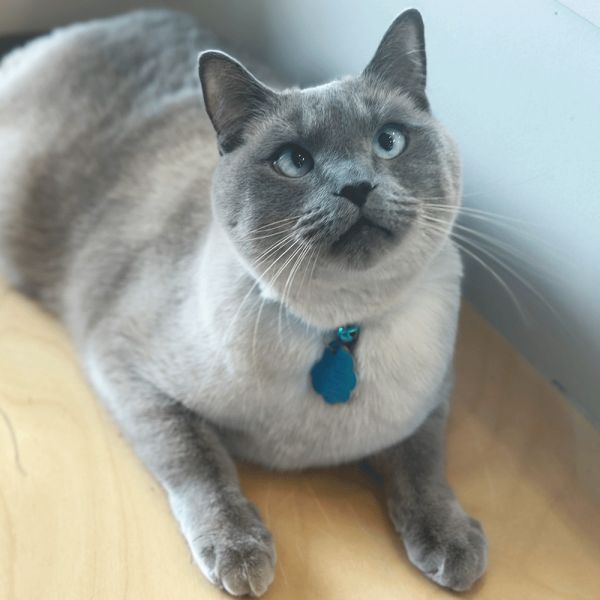Hugo