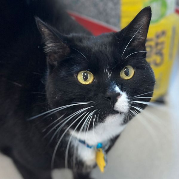 Finn