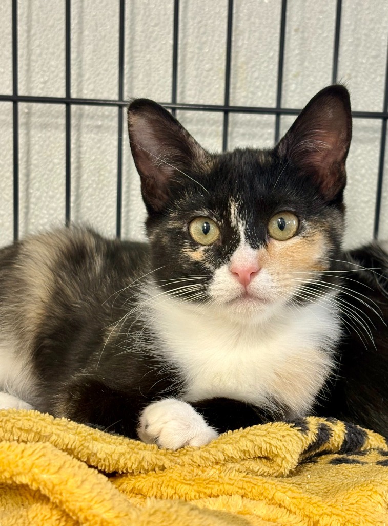 Beth Phoenix, an adoptable Domestic Short Hair in Rock Springs, WY, 82901 | Photo Image 1