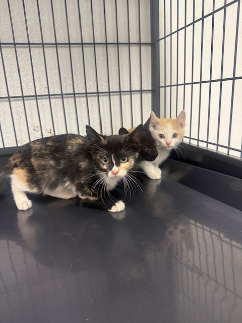 Beth Phoenix, an adoptable Domestic Short Hair in Rock Springs, WY, 82901 | Photo Image 2