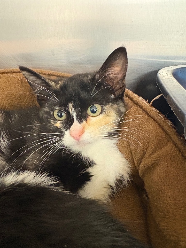 Beth Phoenix, an adoptable Domestic Short Hair in Rock Springs, WY, 82901 | Photo Image 3