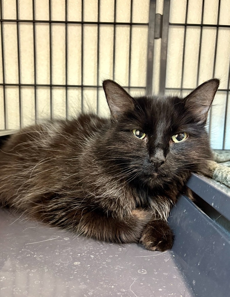 Dudley, an adoptable Domestic Short Hair in Rock Springs, WY, 82901 | Photo Image 1