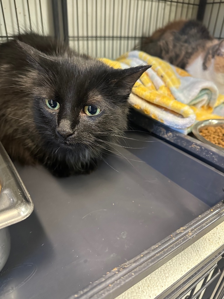 Dudley, an adoptable Domestic Short Hair in Rock Springs, WY, 82901 | Photo Image 2