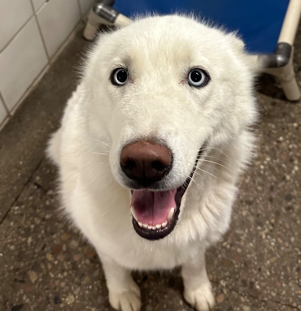 Ghost, an adoptable Husky in Rock Springs, WY, 82901 | Photo Image 1