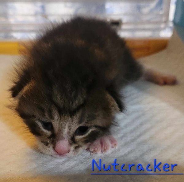 Nutcracker thumbnail 2