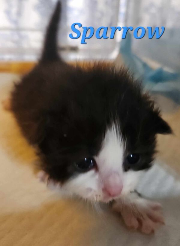 Sparrow thumbnail 2
