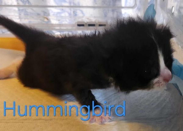 Hummingbird thumbnail 2