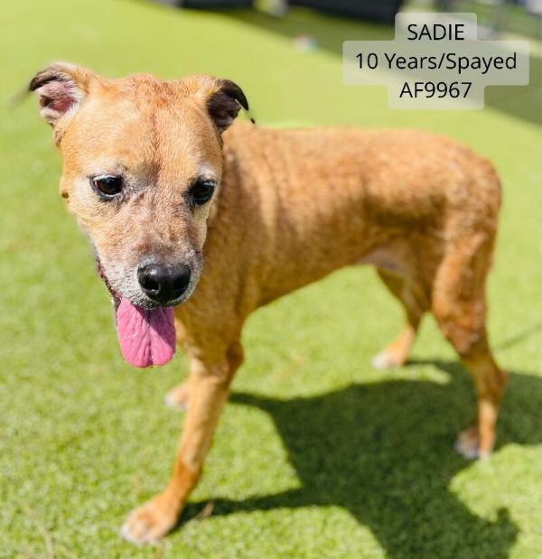 Sadie