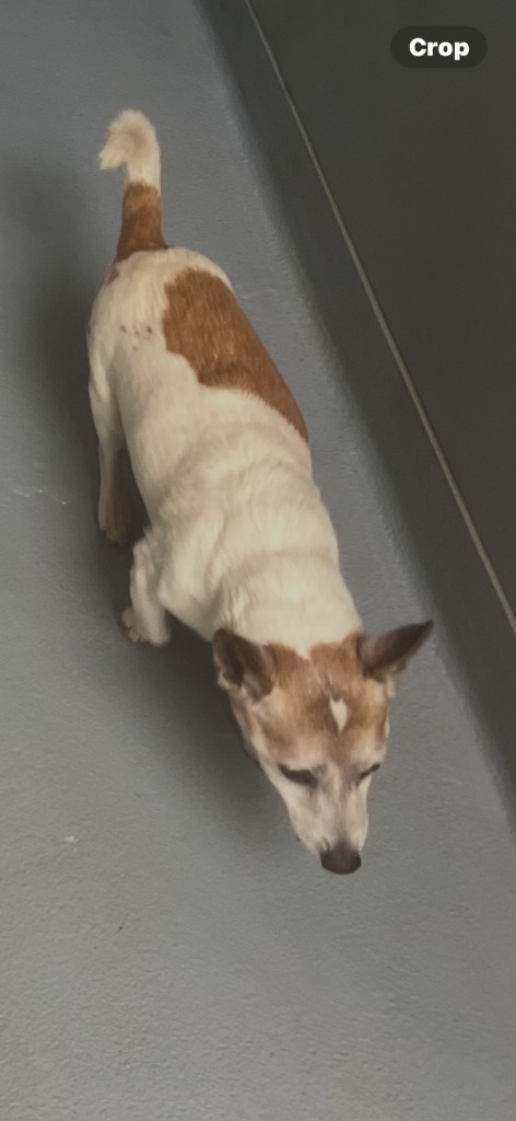 Duggie