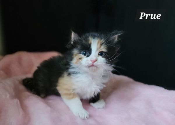 Prue