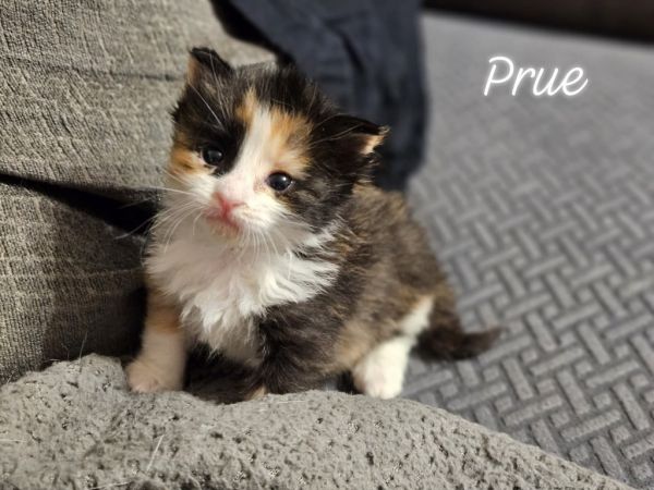 Prue thumbnail 5