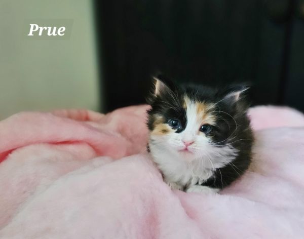 Prue thumbnail 6