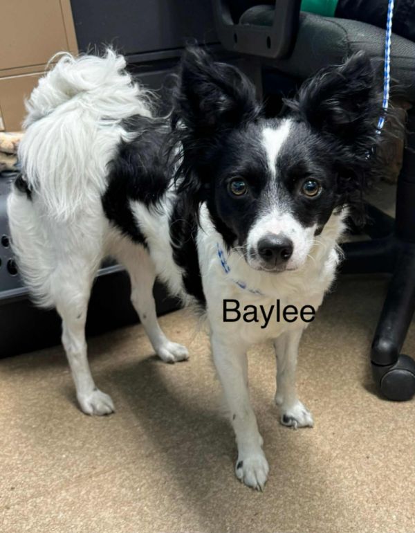 Baylee thumbnail 2