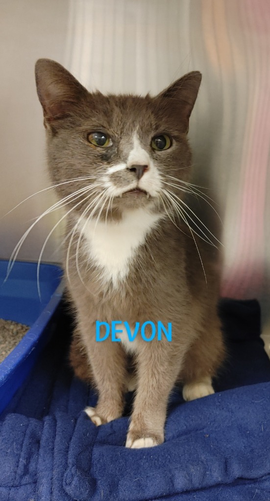Devon (princeton)