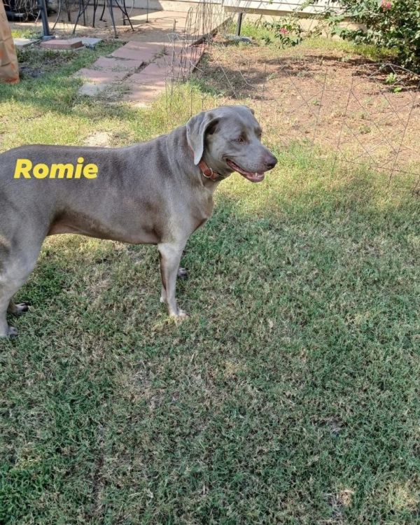 Romie