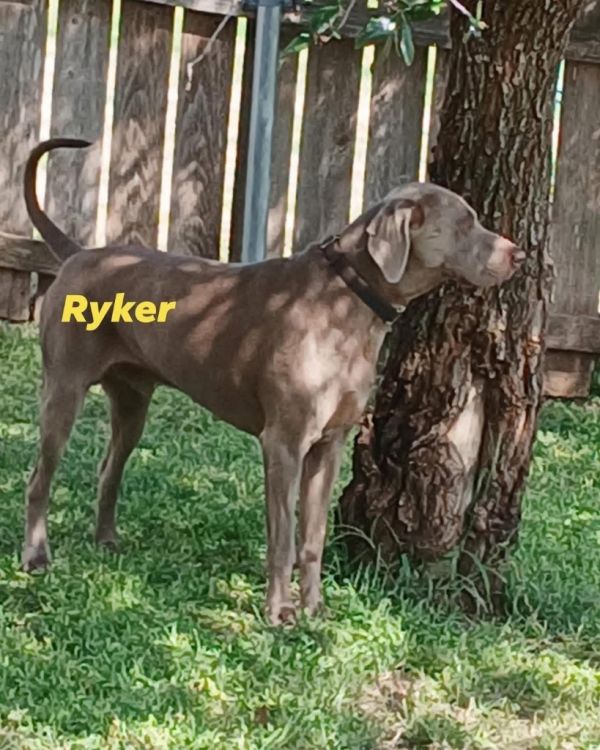 Ryker