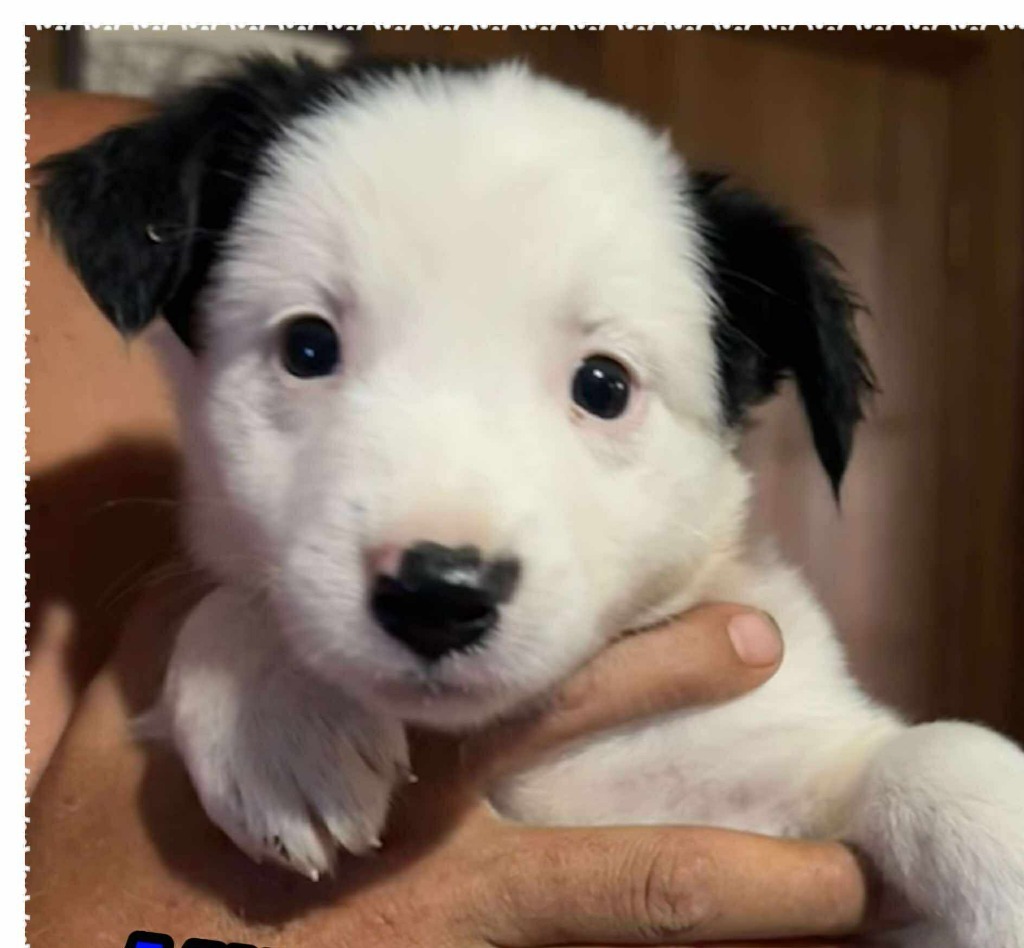 Milo