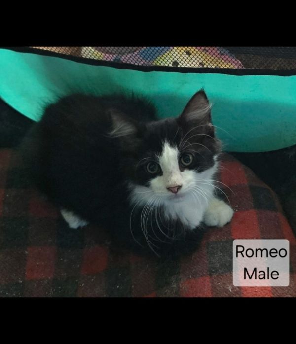 Romeo