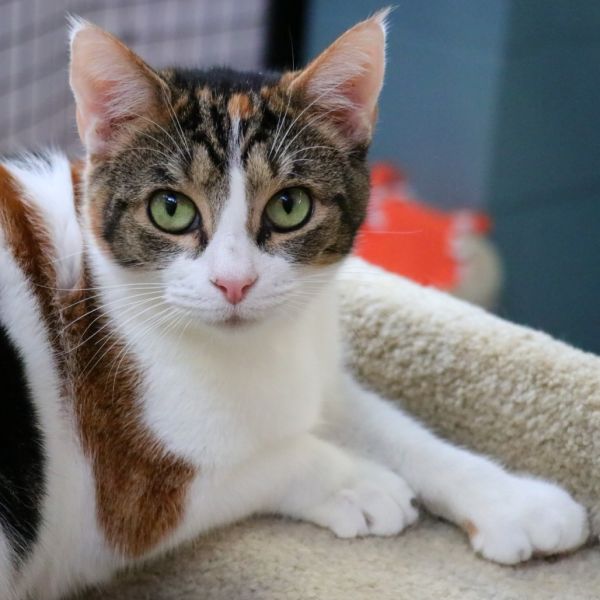 Mama Cat
