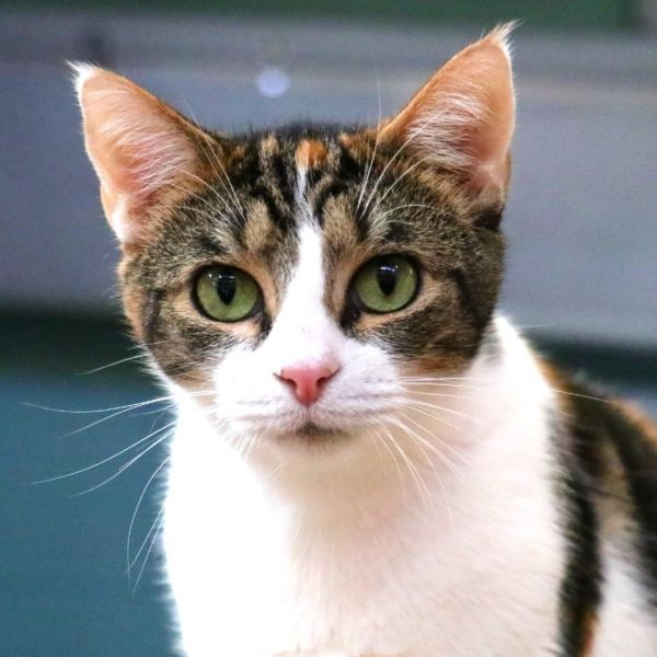 Mama Cat thumbnail 2