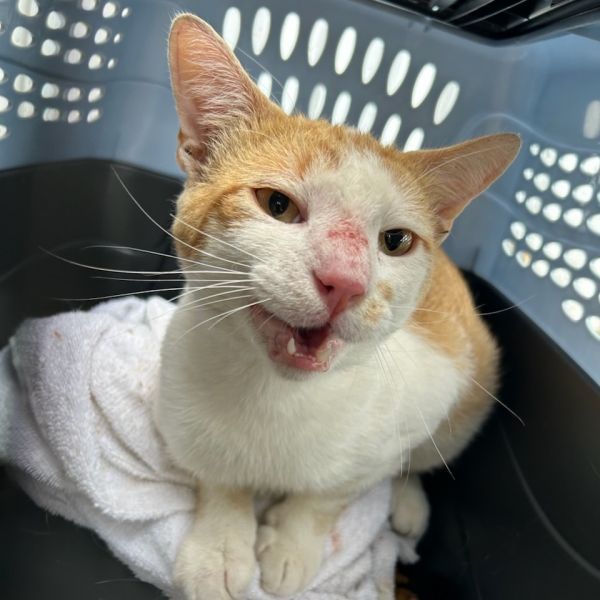 Jell-o (stray /)
