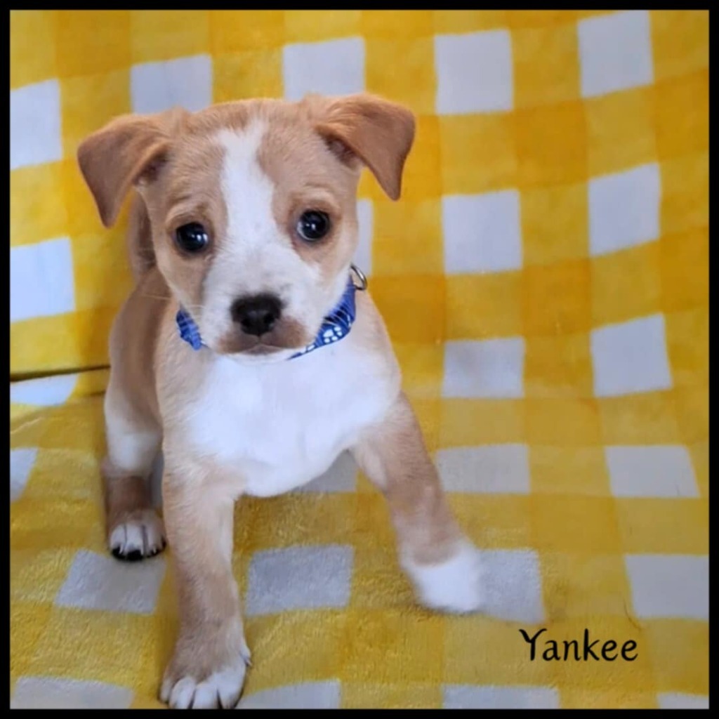 Yankee