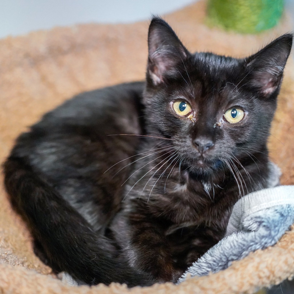 Seedling, an adoptable Domestic Short Hair in Thomaston, ME, 04861 | Photo Image 1