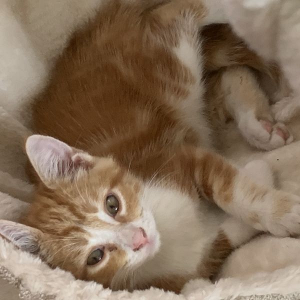 Leo