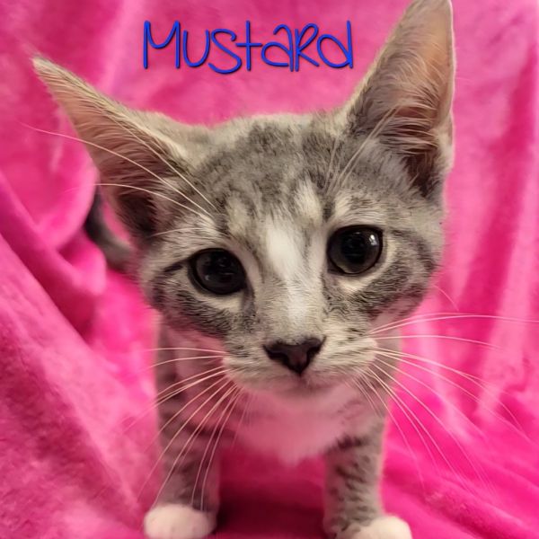 Mustard