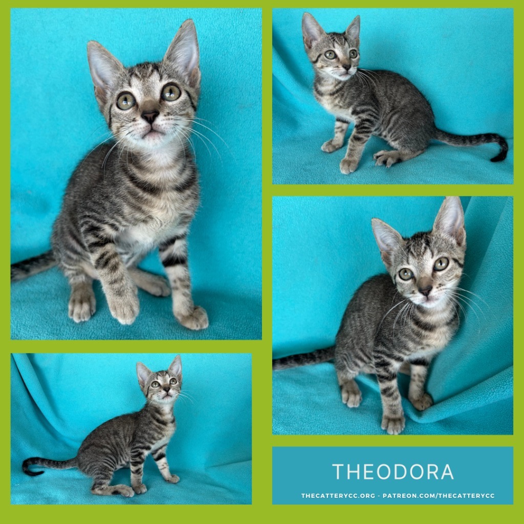 Theodora, an adoptable Domestic Short Hair in Corpus Christi, TX, 78414 | Photo Image 1