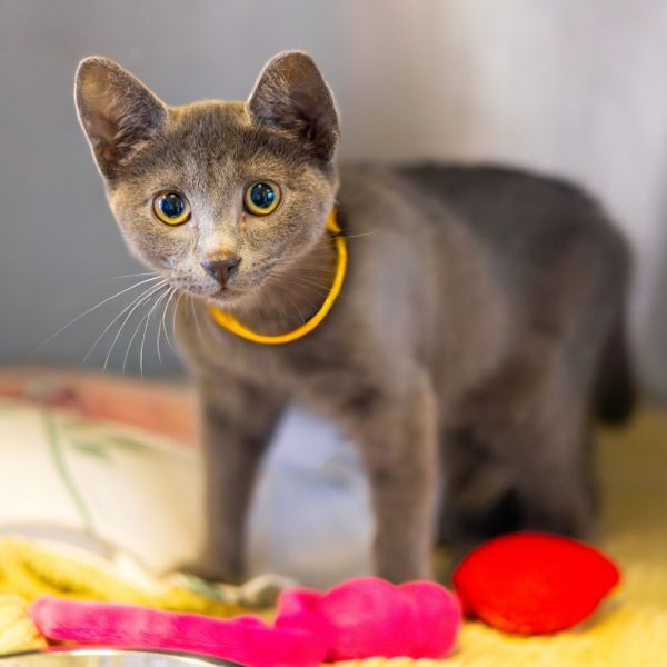 Fiona (bonded With Vi