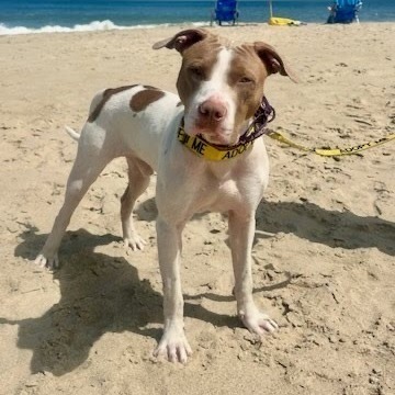 Diggy