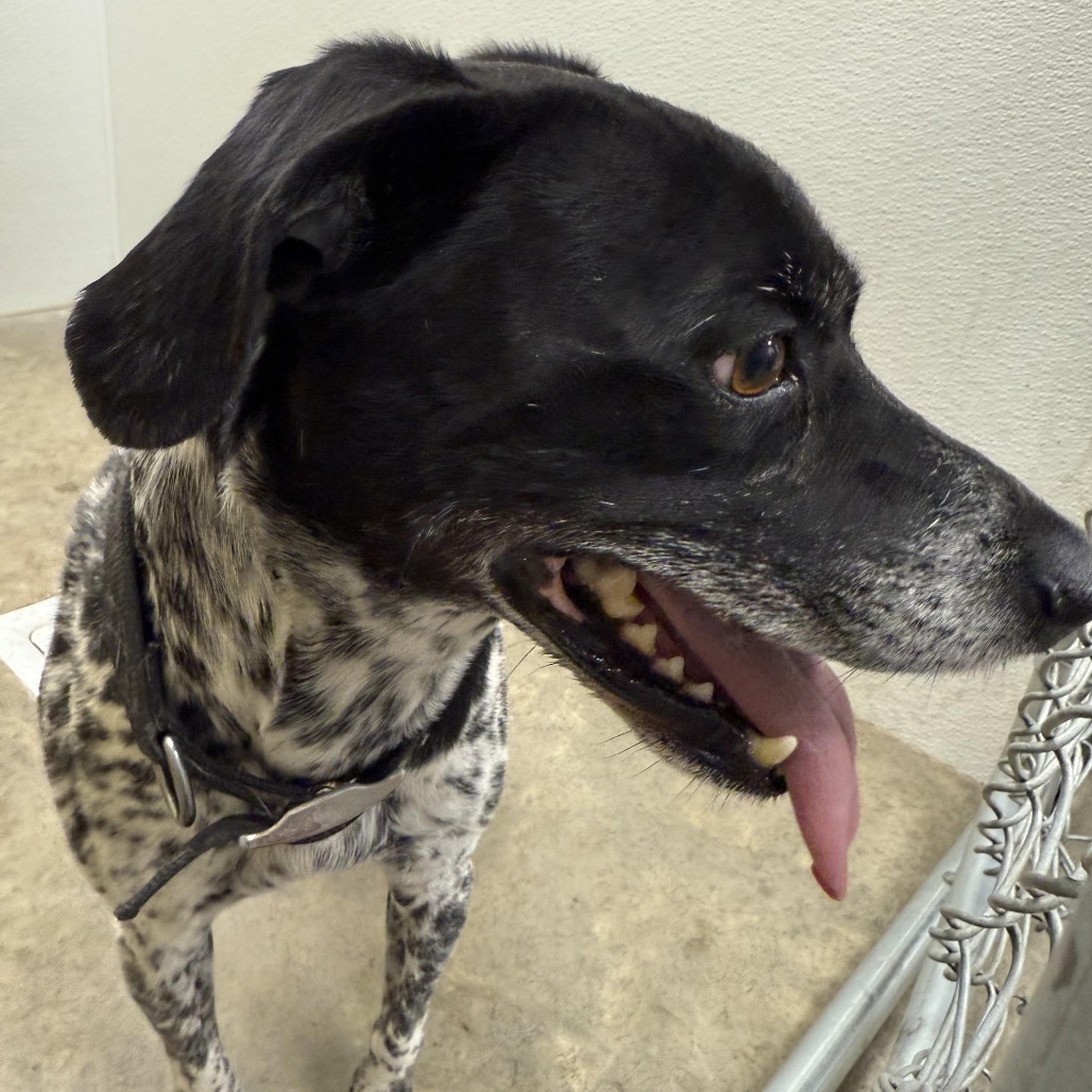 Panda, an adoptable Australian Cattle Dog / Blue Heeler in Cody, WY, 82414 | Photo Image 1