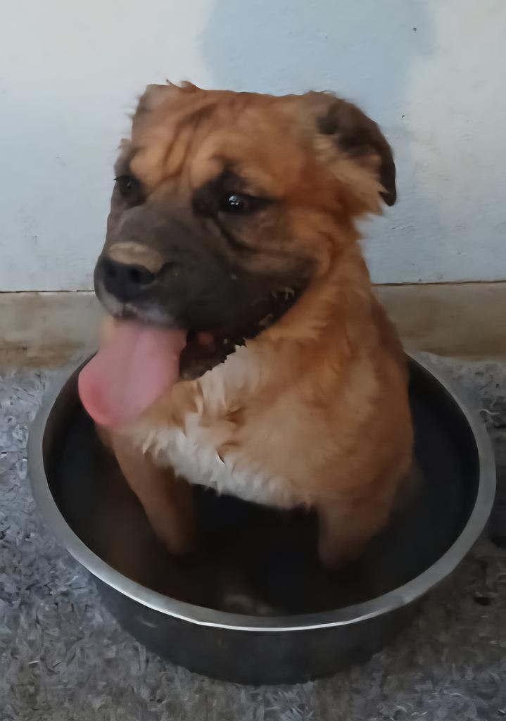 LiL Nugget (A104157)