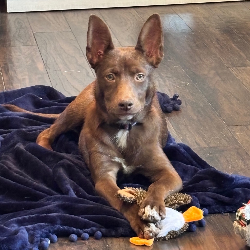 Celia, an adoptable Mixed Breed in Bismarck, ND, 58507 | Photo Image 1