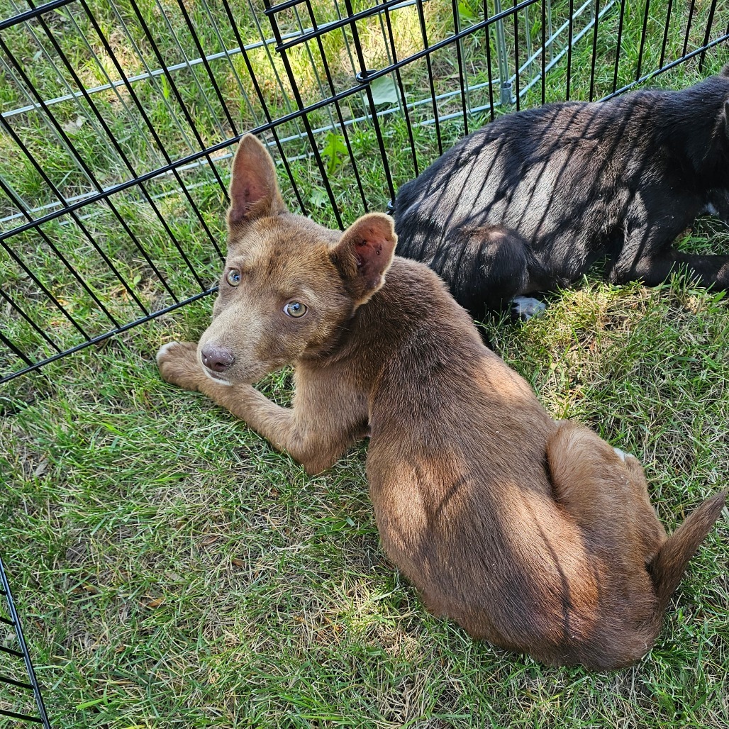 Celia, an adoptable Mixed Breed in Bismarck, ND, 58507 | Photo Image 2