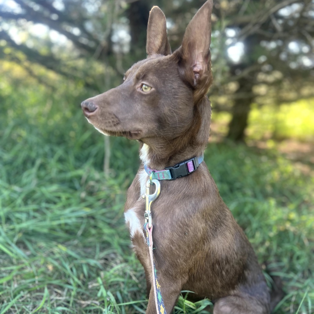 Celia, an adoptable Mixed Breed in Bismarck, ND, 58507 | Photo Image 3