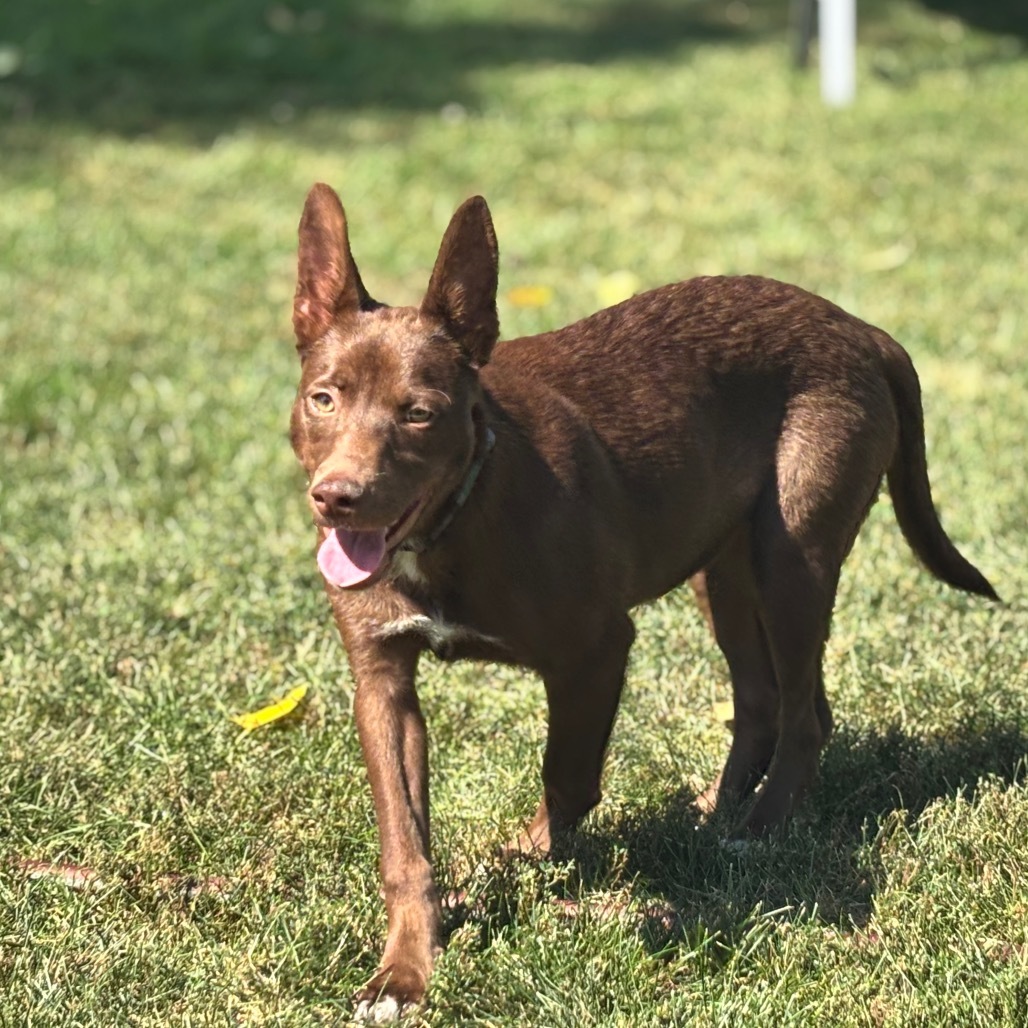 Celia, an adoptable Mixed Breed in Bismarck, ND, 58507 | Photo Image 4